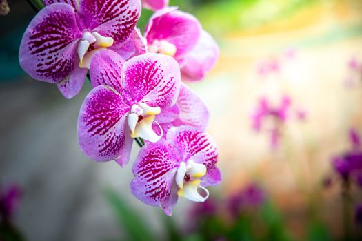 Beautiful blooming orchids in forest, On the bright sunshine