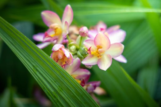 Beautiful blooming orchids in forest, On the bright sunshine