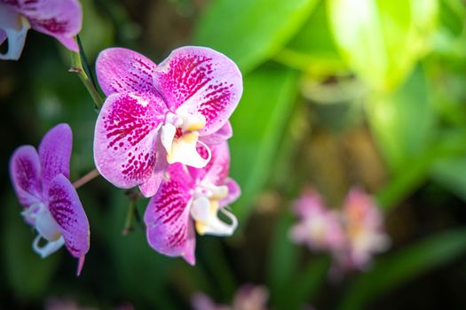 Beautiful blooming orchids in forest, On the bright sunshine