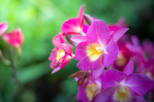 Beautiful blooming orchids in forest, On the bright sunshine