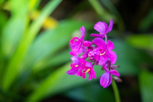 Beautiful blooming orchids in forest, On the bright sunshine