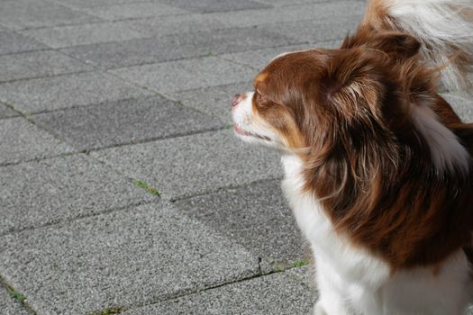 The close up of Side Face Papillon Dog in the park.