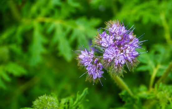 macro closeup of purple tansy flowers, tropical plant specie from America, nature background