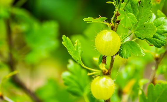 gooseberries on a gooseberry plant in closeup, popular fruiting plant specie from Europe and Africa