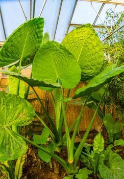 Giant taro plant in a tropical garden, popular specie in horticulture