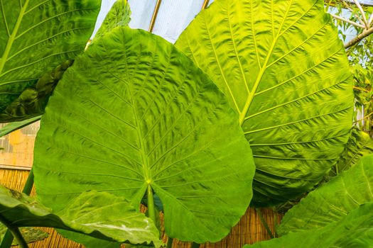 closeup of the big leaves of a giant taro plant, tropical plant specie from Australia