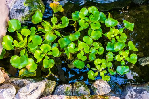 common water hyacinth plants in a water pond, popular tropical aquatic plant specie from america
