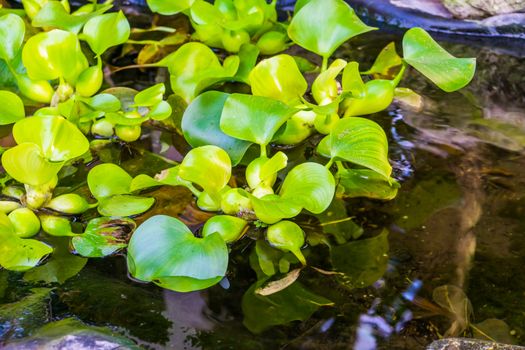 closeup of common water hyacinth plants in the water, popular tropical aquatic plant specie from america