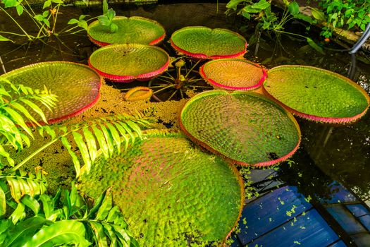 Pond with a Victoria longwood water lilly, cultivar of Amazonica and cruziana, popular tropical water plant specie from America