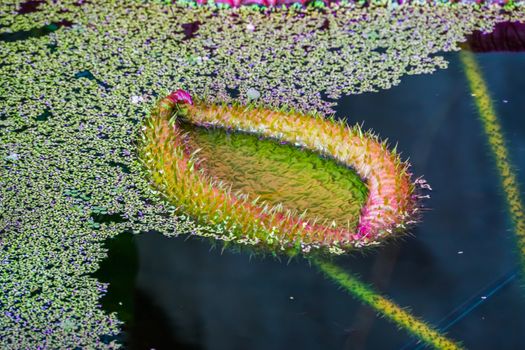 growth of a victoria longwood water lilly, cultivar of Amazonica and cruziana, popular tropical water plant specie from America