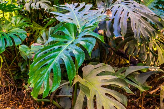 leaves of a swiss cheese plant in closeup, nature background, popular tropical plant specie from america