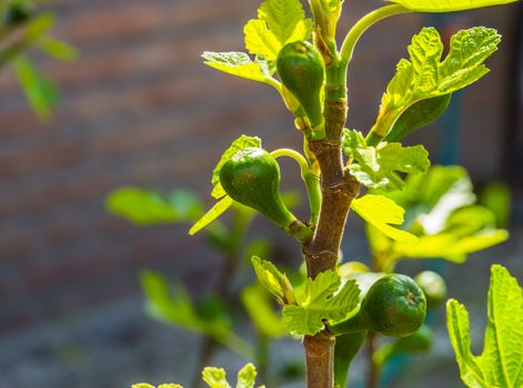 small fig tree with unripe figs in closeup, popular tropical fruiting plant specie from Asia