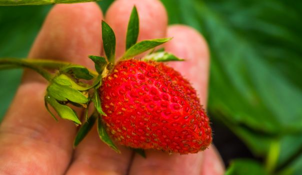 macro closeup of a hand holding a ripe and fresh strawberry, Organic gardening and agriculture background