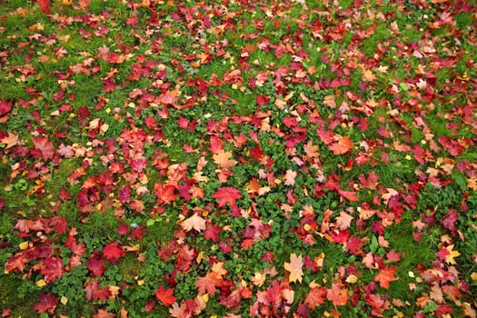 Fallen red maple leaves on green grass