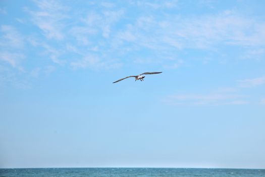 Beautiful Seagull flying in the sky and the sea
