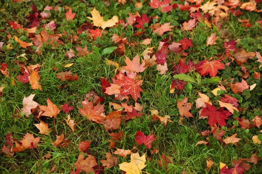 Fallen red maple leaves on green grass