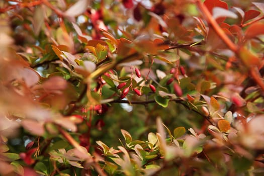 Barberry Bush with berries