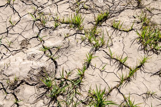 Green sprouts sprouted through the cracks in the dry land. The concept of a new life