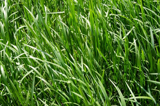 Natural natural background from a green grass on a meadow