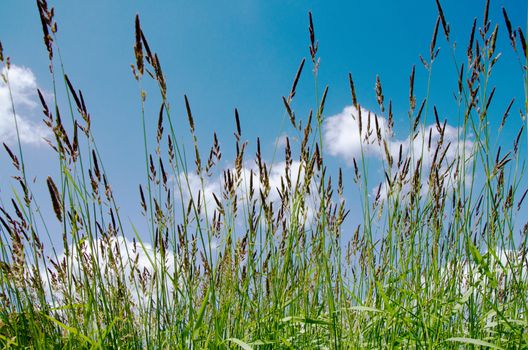 Green grass and blue sky with a rainbow, spring nature background