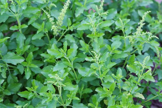 Frash of young holy basil or tulsi leaves in the garden.