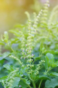 Flower of holy basil or tulsi leaves in the garden.