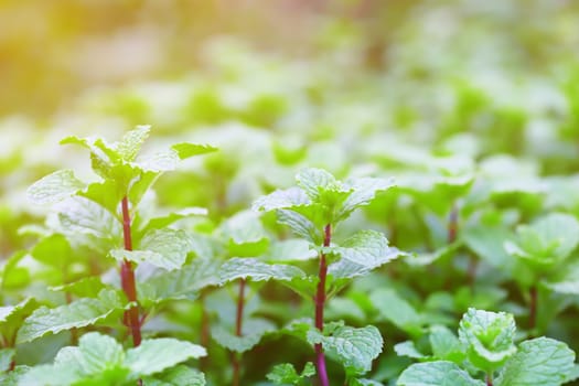 Fresh peppermint leaves in the garden.