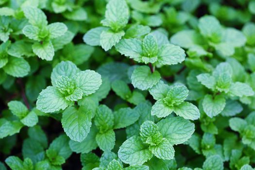 Top view of fresh peppermint leaves in the garden.