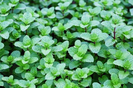 Fresh peppermint leaves in the garden.