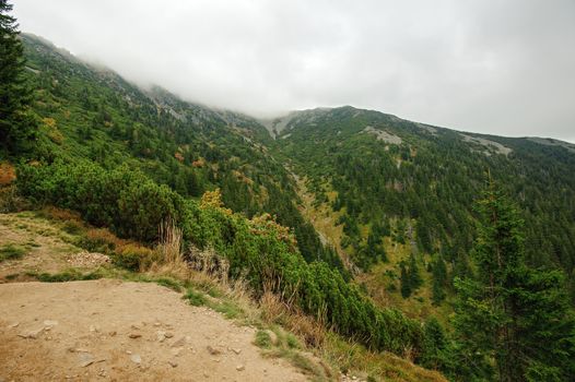 Stone Mountain landscape with mountain pine and cloudy sky