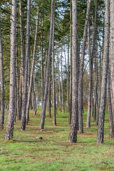 Fairy tale fir tree forest