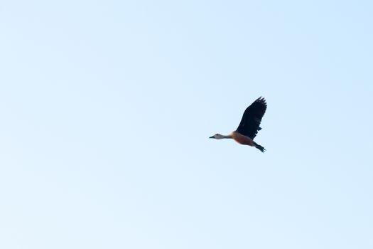 One Lesser Indian whistling duck water bird (Dendrocygna javanica) fly in the sky. Photograph taken in the wetland of Keoladeo National Park Rajasthan in summer. Beauty in nature freedom background.