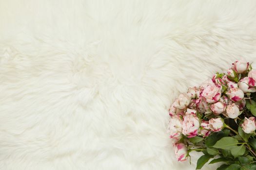 Bouquet of small roses on milk white fur carpet. Background with copy space for text, flat lay. Top view. March 8th, February 14th, birthday, Valentine's, Mother's, Women's day celebration concept.