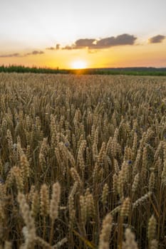 Wheat field. Golden ears of wheat on the field. Background of ripening ears of meadow wheat field. Rich harvest. Agriculture of natural product