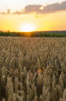 Wheat field. Golden ears of wheat on the field. Background of ripening ears of meadow wheat field. Rich harvest. Agriculture of natural product