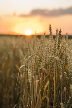 Wheat field. Golden ears of wheat on the field. Background of ripening ears of meadow wheat field. Rich harvest. Agriculture of natural product