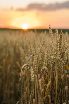 Wheat field. Golden ears of wheat on the field. Background of ripening ears of meadow wheat field. Rich harvest. Agriculture of natural product