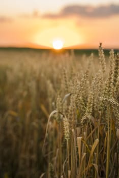 Wheat field. Golden ears of wheat on the field. Background of ripening ears of meadow wheat field. Rich harvest. Agriculture of natural product