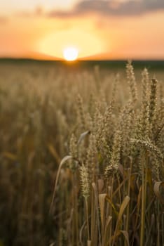 Wheat field. Golden ears of wheat on the field. Background of ripening ears of meadow wheat field. Rich harvest. Agriculture of natural product