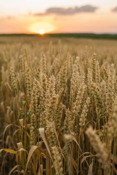 Wheat field. Golden ears of wheat on the field. Background of ripening ears of meadow wheat field. Rich harvest. Agriculture of natural product