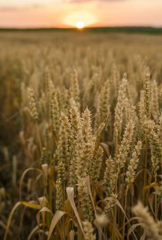 Wheat field. Golden ears of wheat on the field. Background of ripening ears of meadow wheat field. Rich harvest. Agriculture of natural product