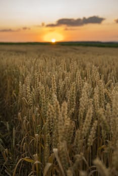 Wheat field. Golden ears of wheat on the field. Background of ripening ears of meadow wheat field. Rich harvest. Agriculture of natural product