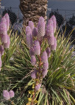 beautiful pink flowers in the centre of eilat in Israel during springtime