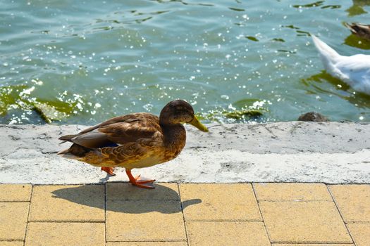 Female mallard duck close up on the yellow stone pavement on the waterfront. Latin name is Anas platyrhynchos. Mottled feathered bird. Swan floating in the background.