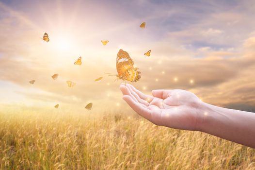 The girl frees the butterfly from the jar, golden blue moment Concept of freedom