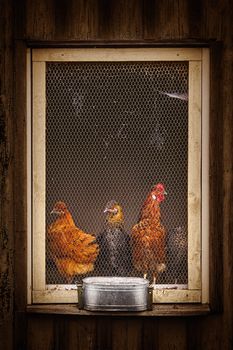 Hens in the Barred Window of Hen House