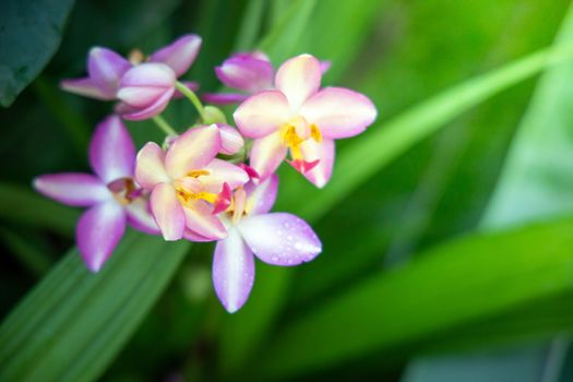 Beautiful blooming orchids in forest, On the bright sunshine