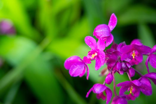 Beautiful blooming orchids in forest, On the bright sunshine