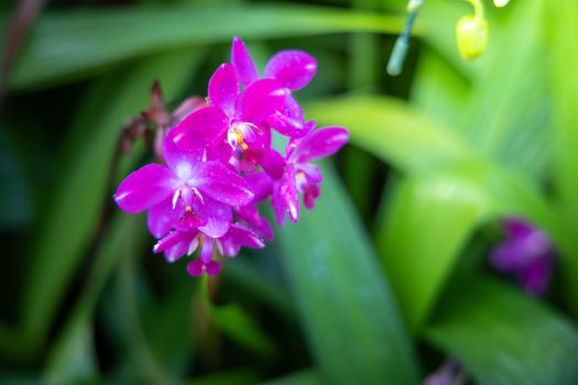 Beautiful blooming orchids in forest, On the bright sunshine