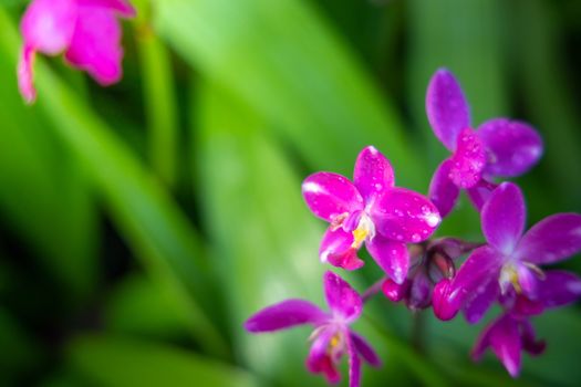 Beautiful blooming orchids in forest, On the bright sunshine